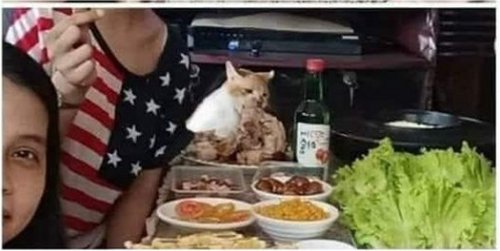18637_2%20caturday%20majorgeeks.jpg