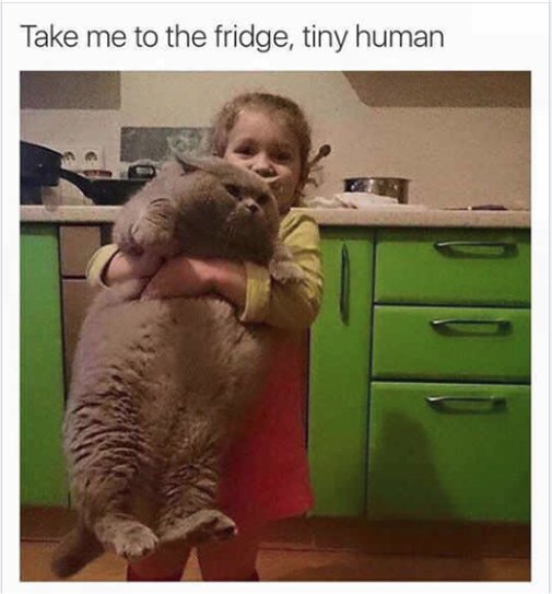 12984_caturday%20fridge%20majorgeeks.jpg
