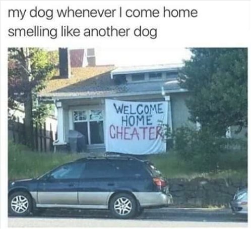 12862_my%20dog%20majorgeeks.jpg