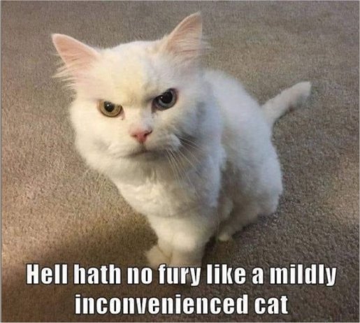 19898_caturday%20inconvenience%20majorgeeks.jpg