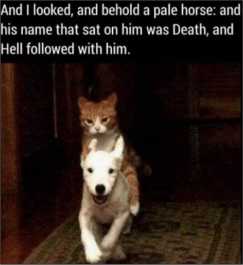 19307_caturday%20apocalypse%20majorgeeks.jpg