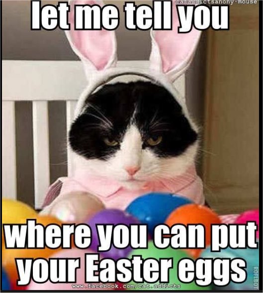 19357_caturday%20majorgeeks6.jpg