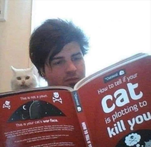 18862_killer-cat%20majorgeeks.jpg