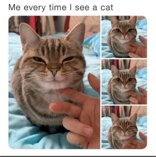 17521_me%20on%20%20caturday%20majorgeeks.jpg