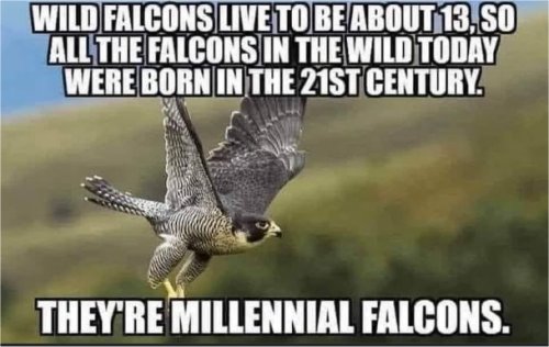18096_falcons%20majorgeeks.jpg