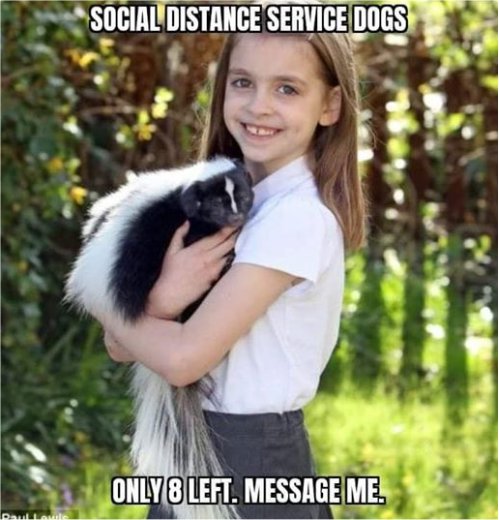14237_!%20a1service%20dog%20majorgeeks.jpg