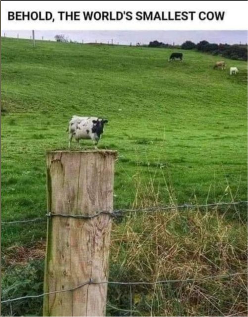 19745_a%20small%20cow%20post%20majorgeeks.jpg