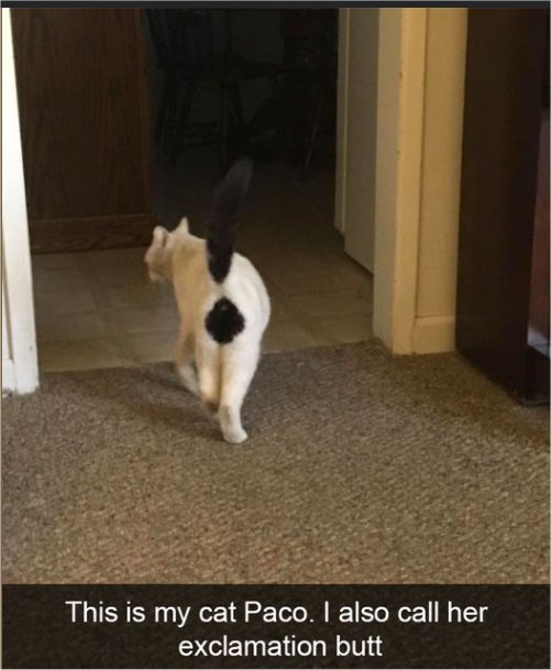 20222_caturday%20exclamation%20majorgeeks.jpg