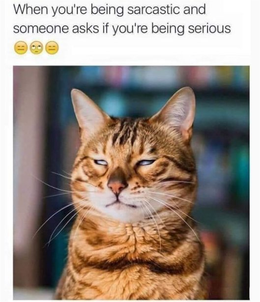 19079_caturday%20sarcastic%20majorgeeks.jpg