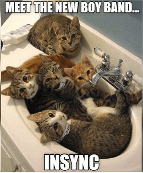13817_insync%20caturday%20majorgeeks.jpg