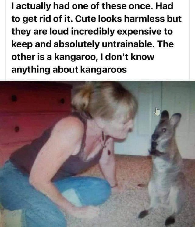 15291_kangaroos%20majorgeeks.jpg