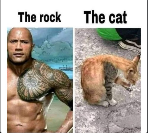 19427_the%20caturday%20majorgeeks.jpg