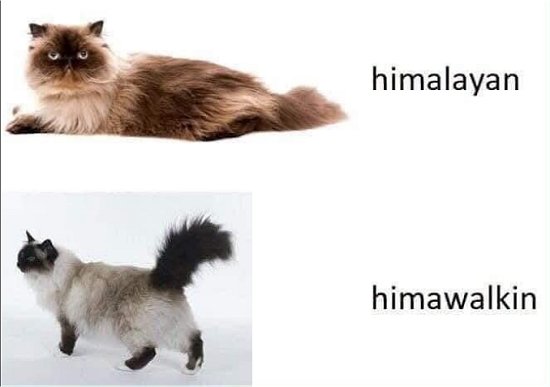 20514_him%20a%20caturday%20majorgeeks.jpg