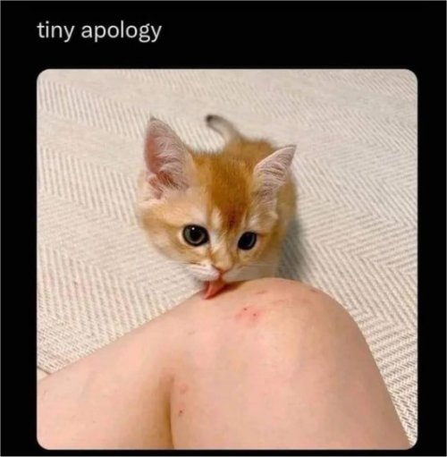 18613_2%20apology%20caturday%20majorgeeks.jpg