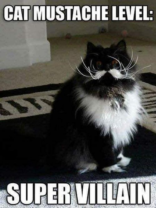 19201_moustache%20caturday%20majorgeeks.jpg