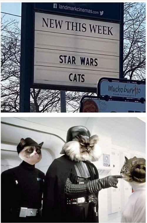 13934_caturday%20new%20majorgeeks.jpg
