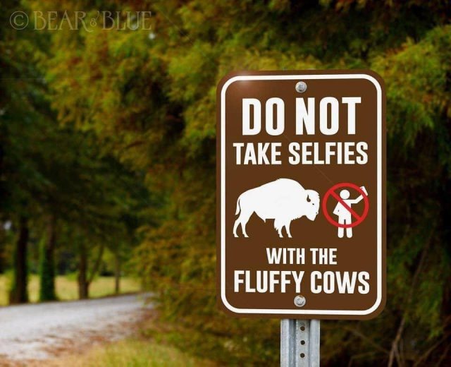 14646_fluffy%20cows.jpg