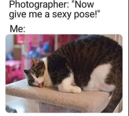 19597_sexy%20pose%20%20caturday%20majorgeeks.jpg