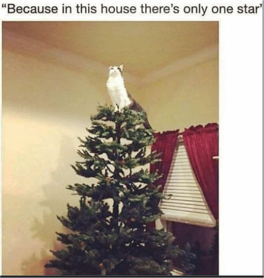 18996_star%20caturday%20majorgeeks.jpg