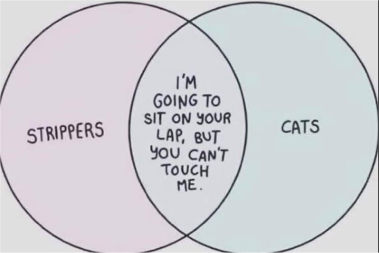 21156_caturday%20pole%20majorgeeks.jpg