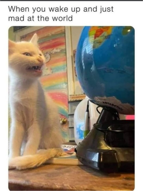 18382_mad%20caturday%20majorgeeks.jpg