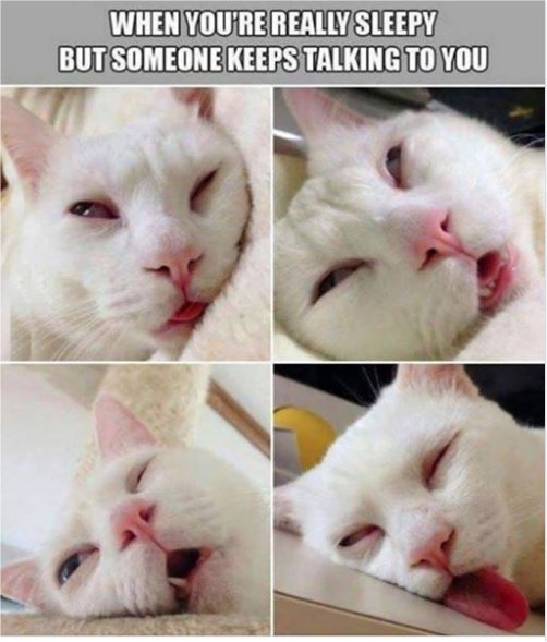 13662_sleepy%20majorgeeks.jpg