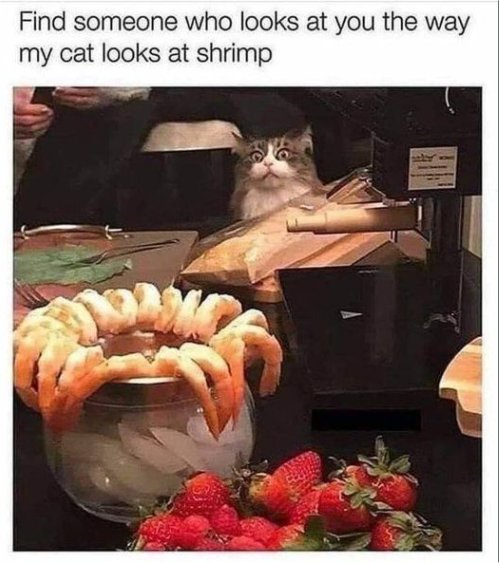 15369_shrimp%20caturday%20majorgeeks.jpg