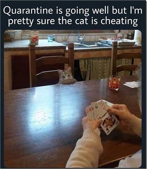 14136_!%20a%20caturday%20majorgeeks.jpg