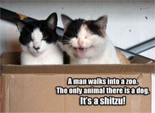 19573_shitzu%20caturday%20majorgeeks.jpg