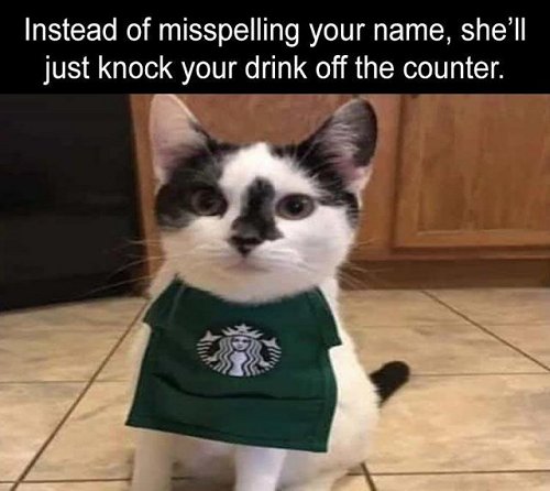 15760_caturday%20barista.jpg