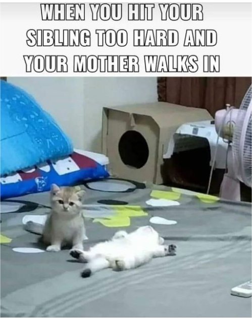 14854_sibling%20hit%20majorgeeks.jpg