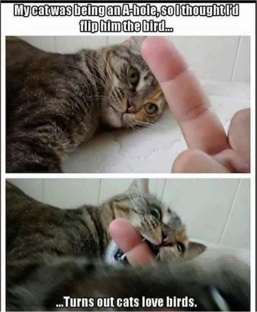 18544_caturday%20birds%20majorgeeks.jpg
