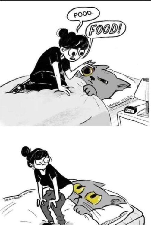 18665_reversal%20caturday%20majorgeeks.jpg