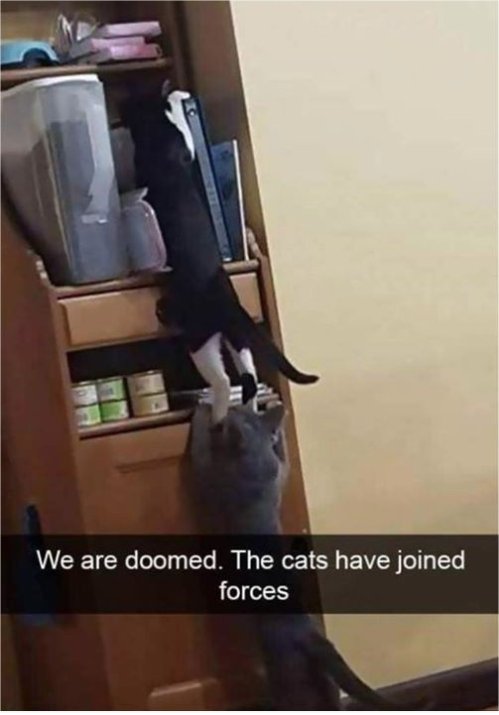13196_doomed%20on%20caturday%20majorgeeks.jpg