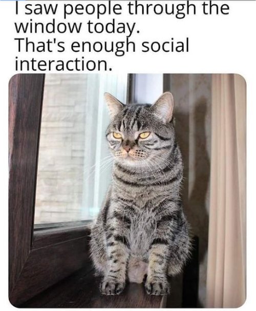 17522_through%20the%20caturday%20window%20majorgeeks.jpg