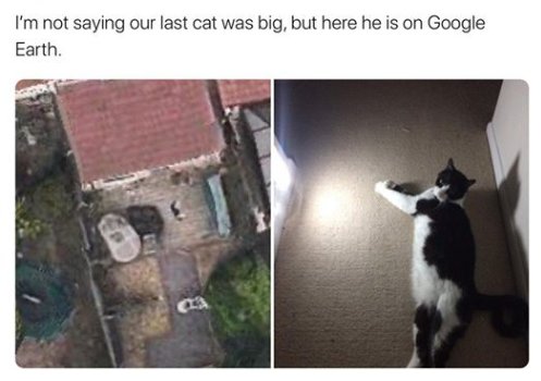14373_!%20a%20!%20big%20caturday%20majorgeeks.jpg