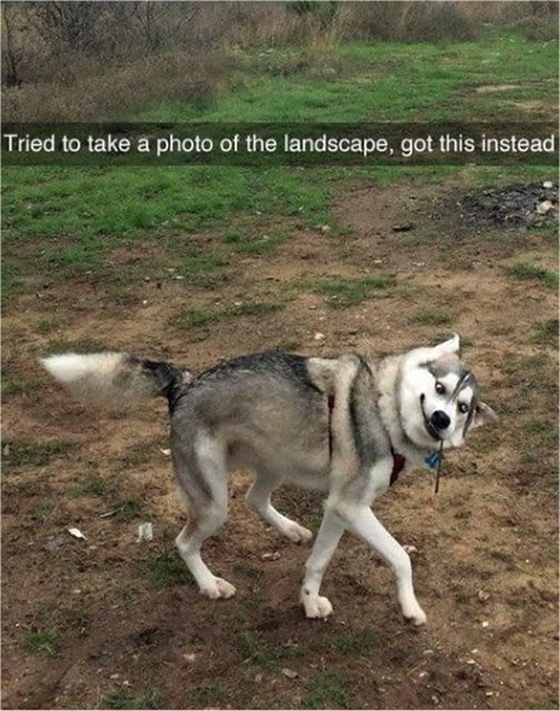20006_derpy%20doggy%20majorgeeks.jpg