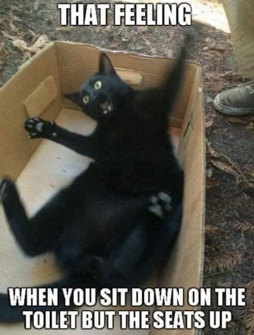 19251_seat%20up%20%20caturday%20majorgeeks.jpg
