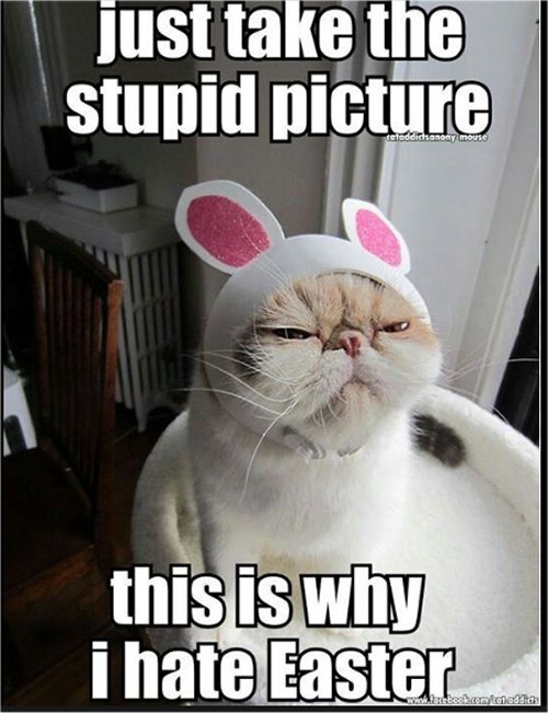 19358_caturday%20majorgeeks7.jpg