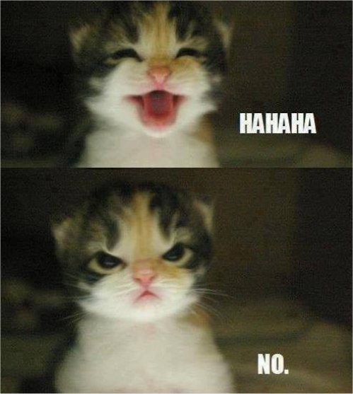 14752_haha%20caturday%20majorgeeks.jpg