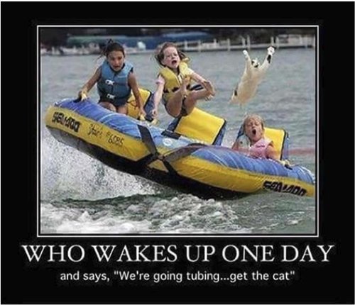 13054_caturday%20wake%20up%20majorgeeks3.jpg