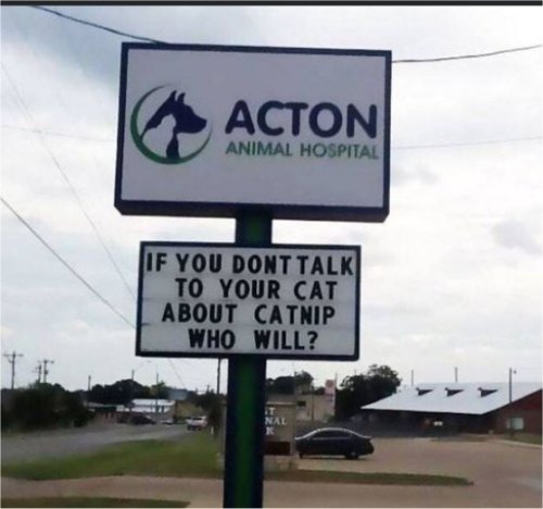 19426_catnip%20caturday%20majorgeeks.jpg