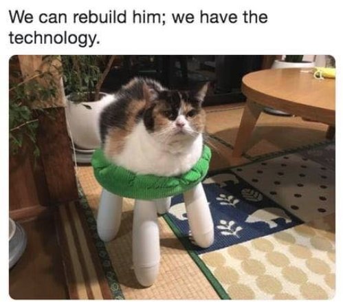 12183_million%20dollar%20cat%20majorgeeks.jpg