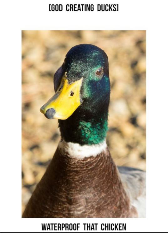 14891_duck%20majorgeeks.jpg