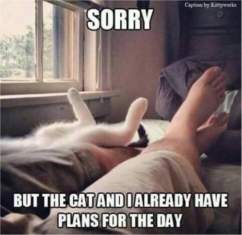 13509_caturday%20plans%20majorgeeks.jpg