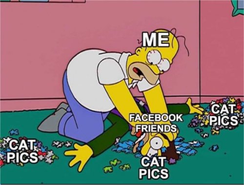 19921_fb%20friends%20on%20caturday.jpg