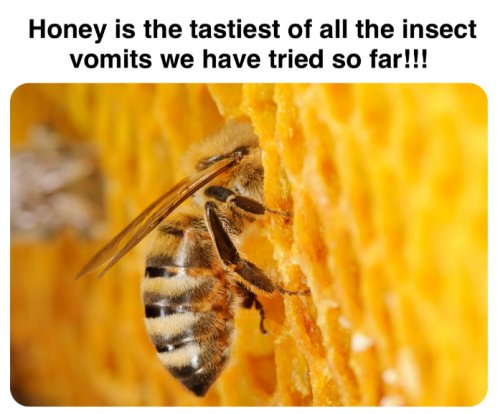 19214_honey%20is%20the%20tastiest%20majorgeeks.jpg