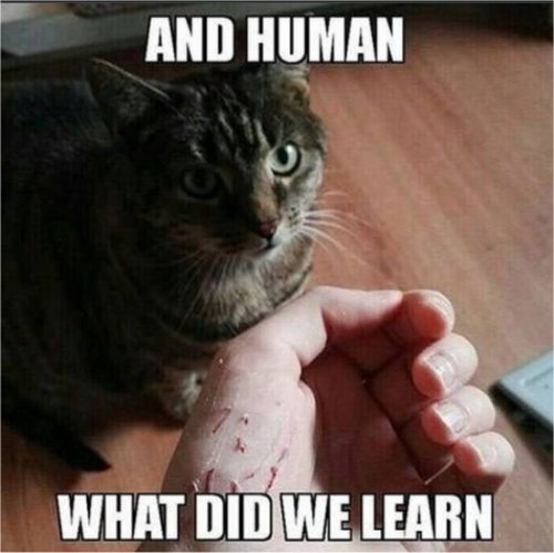 18566_learning%20caturday%20majorgeeks.jpg