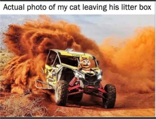 19947_caturday%20litterbox%20majorgeeks.jpg
