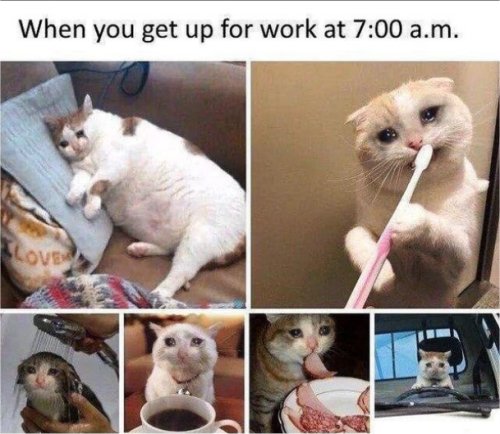 20375_up%20forwork%20caturday%20majorgeeks.jpg
